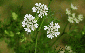 Coriandrum sativum